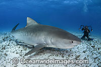 Tiger Shark underwater Photo - Andy Murch