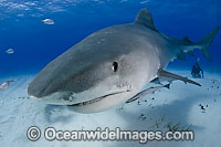 Tiger Shark underwater Photo - Andy Murch
