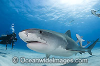 Tiger Shark underwater Photo - Andy Murch