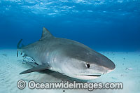 Tiger Shark underwater Photo - Andy Murch