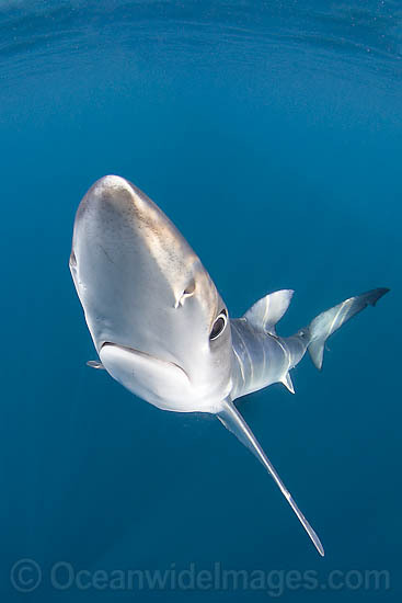Blue Shark Prionace glauca photo Blue Shark Prionace glauca photo