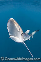 Blue Shark Prionace glauca Photo - Andy Murch