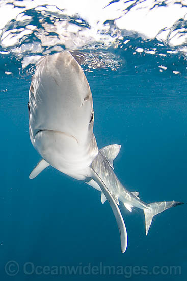 Blue Shark photo Blue Shark photo