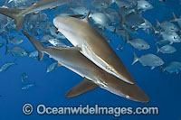 Silky Shark Photo - Andy Murch