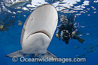 Silky Shark Carcharhinus falciformis Photo - Andy Murch