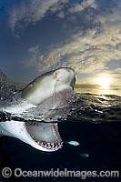 Lemon Shark Negaprion brevirostris jaws Photo - Andy Murch