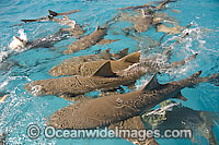 Lemon Sharks on surface Photo - Andy Murch