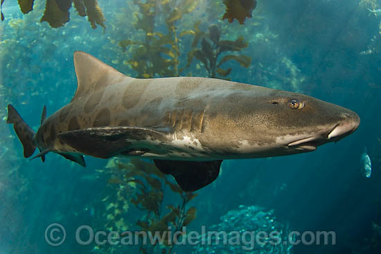 Leopard Shark Triakis semifasciata photo