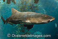 Leopard Shark Triakis semifasciata Photo - Andy Murch