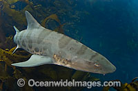 Leopard Shark Triakis semifasciata Photo - Andy Murch