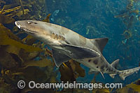 Leopard Shark Triakis semifasciata Photo - Andy Murch