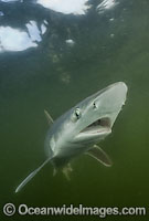 Atlantic Sharpnose Shark Rhizoprionodon terraenovae Photo - Andy Murch