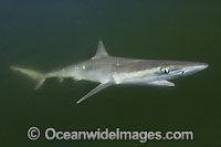 Atlantic Sharpnose Shark Rhizoprionodon terraenovae Photo - Andy Murch