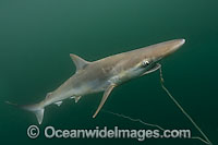 Pacific Sharpnose Shark caught on longline Photo - Andy Murch