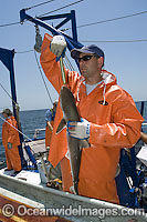 Researchers Tag Atlantic Sharpnose Shark Photo - Andy Murch