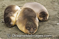 Southern Elephant Seal sleeping pups Photo - Inger Vandyke