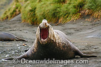 Southern Elephant Seal Mirounga leonina Photo - Inger Vandyke