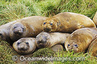 Southern Elephant Seal sleeping pups Photo - Inger Vandyke