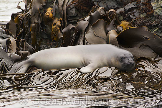 Southern Elephant Seal resting on bull kelp photo Southern Elephant Seal resting on bull kelp photo