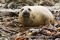 Southern Elephant Seal resting on bull kelp Photo - Inger Vandyke