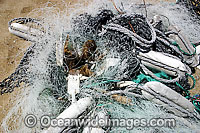 Dead Turtle trapped in net Photo - Inger Vandyke