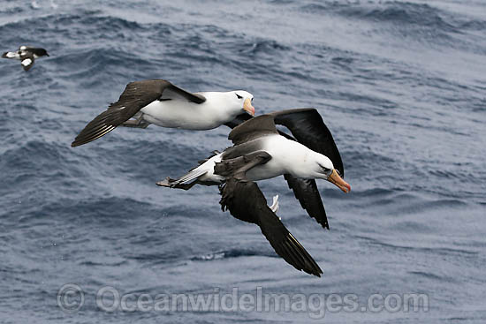 Black-browed Albatross pair in flight photo