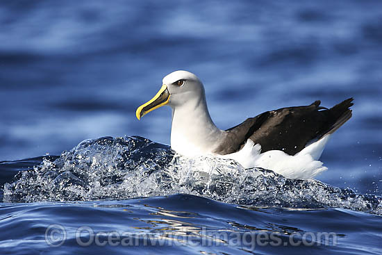 Buller's Albatross Diomedea bulleri photo Buller's Albatross Diomedea bulleri photo