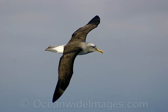 Buller's Albatross in flight photo Buller's Albatross in flight photo