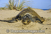 Olive Ridley Turtle Lepidochelys olivacea Photo - Inger Vandyke