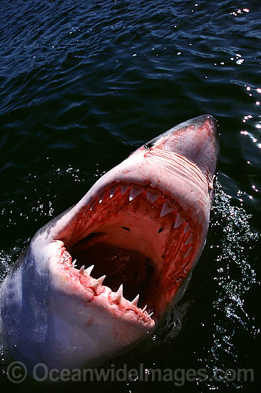 Great White Shark with open jaws photo Great White Shark with open jaws photo