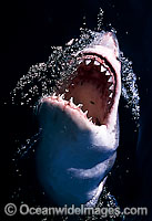 Great White Shark with open jaws Photo - Gary Bell