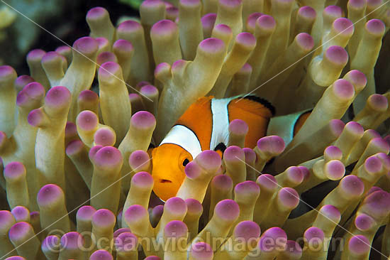 Western Clownfish Amphiprion ocellaris photo Western Clownfish Amphiprion ocellaris photo