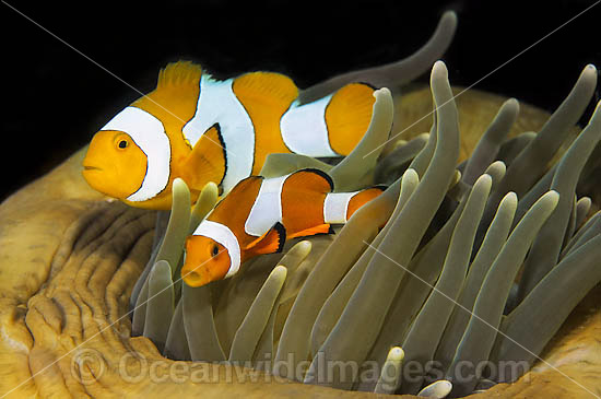 Western Clownfish Amphiprion ocellaris photo Western Clownfish Amphiprion ocellaris photo