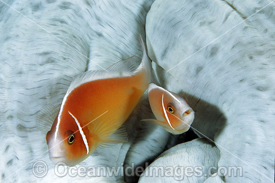 Pink Anemonefish Amphiprion perideraion photo Pink Anemonefish Amphiprion perideraion photo