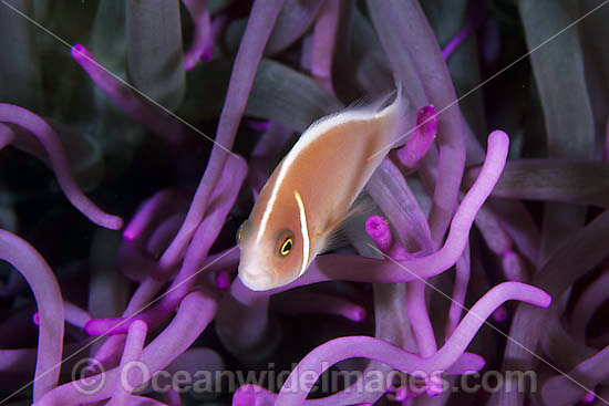 Pink Anemonefish Amphiprion perideraion photo Pink Anemonefish Amphiprion perideraion photo