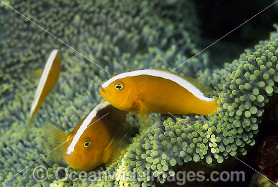 Eastern Skunk Anemonefish Amphiprion sandaracinos photo