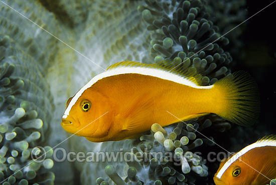 Eastern Skunk Anemonefish photo Eastern Skunk Anemonefish photo