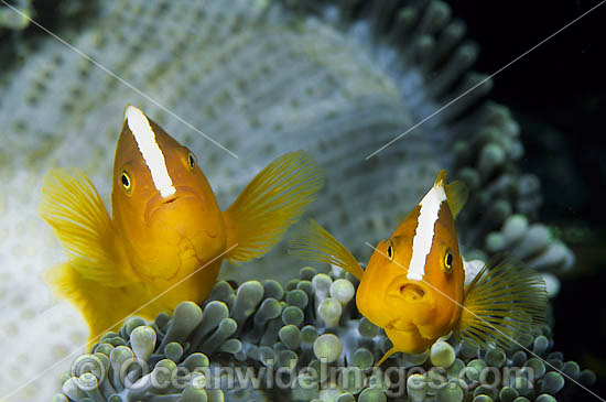 Eastern Skunk Anemonefish Amphiprion sandaracinos photo Eastern Skunk Anemonefish Amphiprion sandaracinos photo