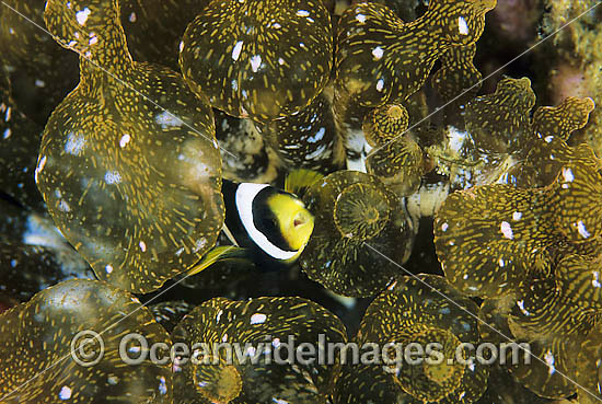 Clark's Anemonefish Amphiprion clarkii photo Clark's Anemonefish Amphiprion clarkii photo