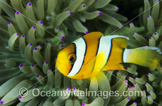 Clark's Anemonefish Amphiprion clarkii photo Clark's Anemonefish Amphiprion clarkii photo