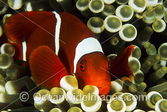 Spine-cheek Anemonefish photo Spine-cheek Anemonefish photo