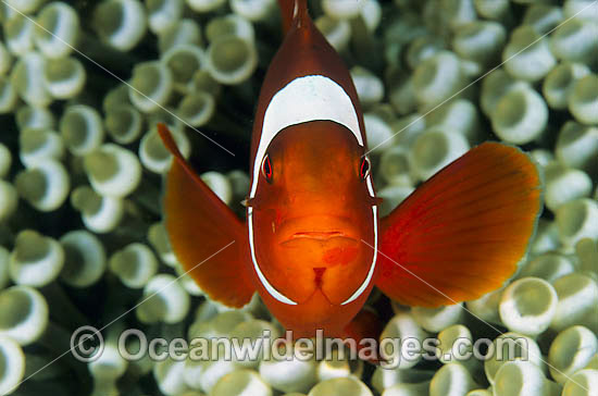 Spine-cheek Anemonefish Premnas biaculeatus photo Spine-cheek Anemonefish Premnas biaculeatus photo