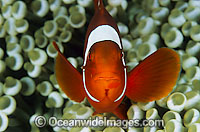 Spine-cheek Anemonefish Premnas biaculeatus Photo - Gary Bell