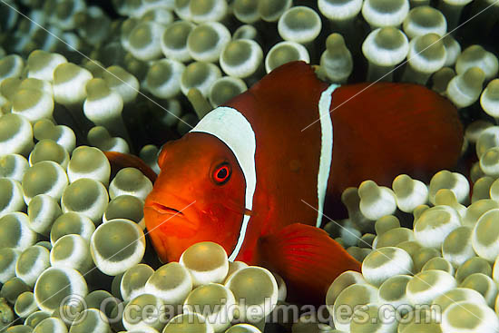 Spine-cheek Anemonefish Premnas biaculeatus photo Spine-cheek Anemonefish Premnas biaculeatus photo