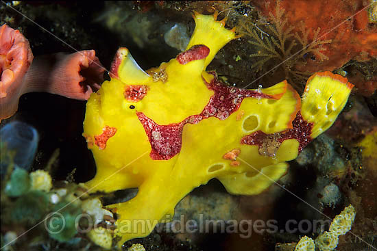 Clown Frogfish Antennarius maculatus photo