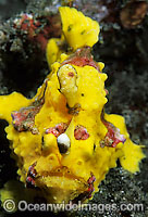 Clown Frogfish Photo - Gary Bell