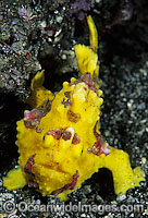 Clown Frogfish Photo - Gary Bell