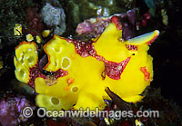 Clown Frogfish Antennarius maculatus Photo - Gary Bell