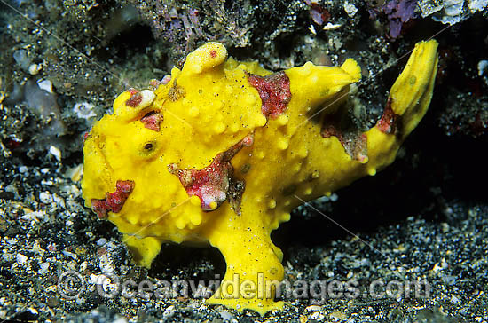 Clown Frogfish Antennarius maculatus photo Clown Frogfish Antennarius maculatus photo