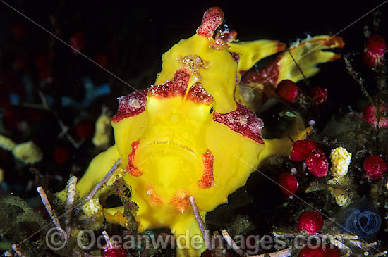 Clown Frogfish Antennarius maculatus photo